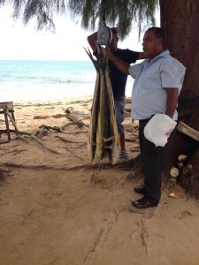 weighing dolphin fish to be sold