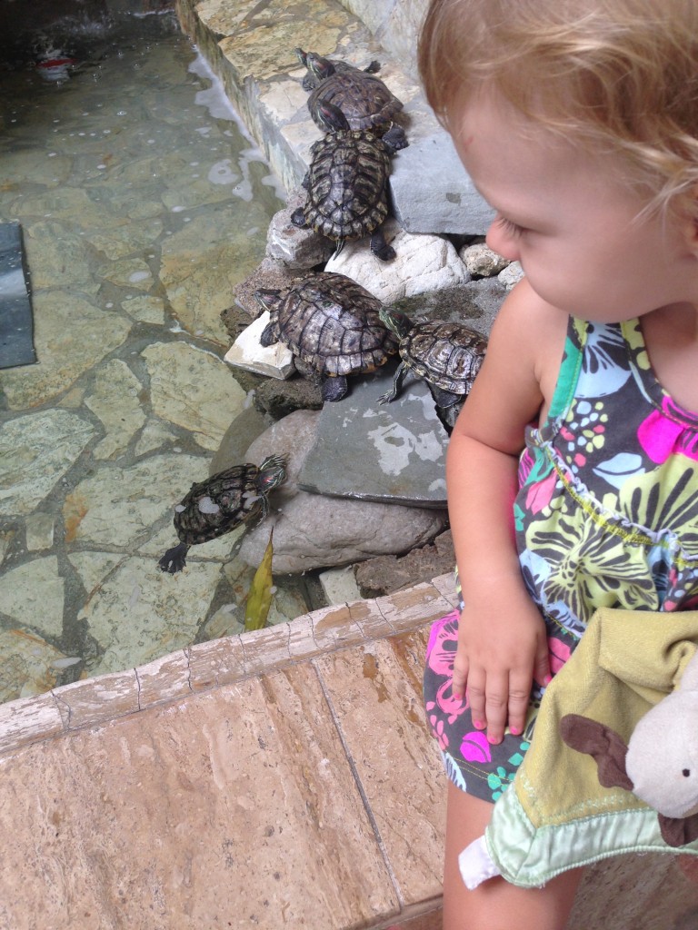 watching turtles at the hotel